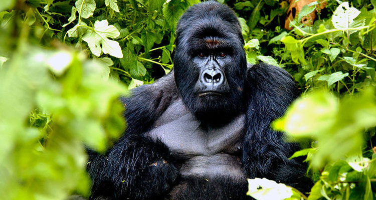 Volcanoes National Park